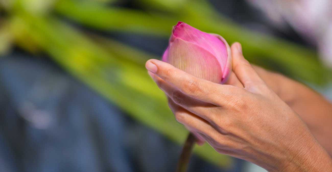 Weibliche Hände umfassen eine Lotusblüte